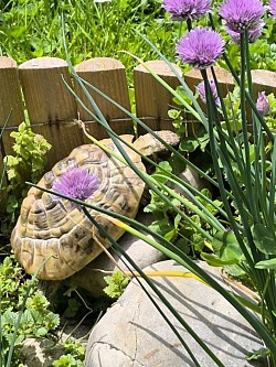 Turtle natürlich immer Hungrig