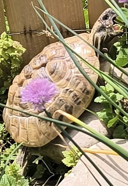 Turtle Leonardo, das Blatt ist sehr weit oben.